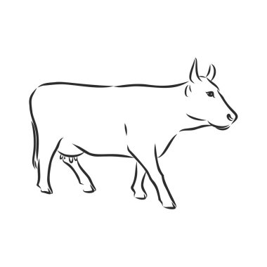 Beyaz üzerine izole inek, el çizimi vektör illüstrasyonu.