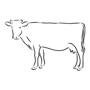 Beyaz üzerine izole inek, el çizimi vektör illüstrasyonu.