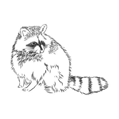 Rakun. Beyaz arka planda bir rakunun esrarengiz, grafik portresi..