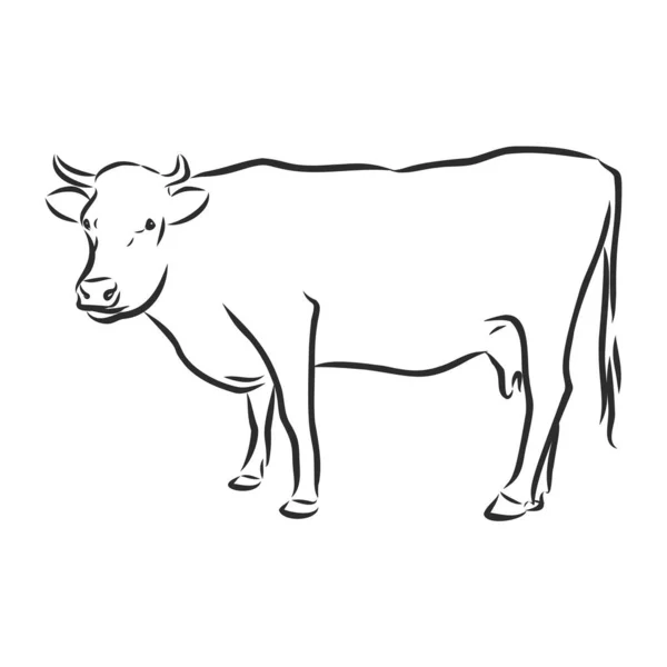 Vaca aislada en blanco, ilustración vectorial dibujada a mano. — Vector de stock