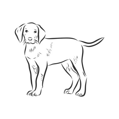 Oturan Beagle köpeğinin yakın plan portresi. Oymalı sanat eseri. Beyaz arka planda izole edilmiş güler yüzlü köpek yavrusu. Hayvan barınağı, broşür, poster, kıyafet baskısı. Çizilmiş poster.