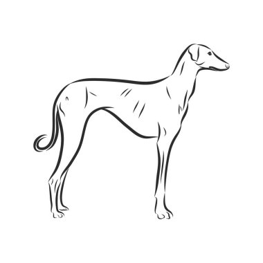 Rus kurt köpeği, köpek, borzoi, tek çizgi, sürekli çizgi.