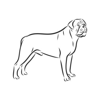 Amerikan kabadayısının el çizimi. Beyaz arka planda izole edilmiş grafiksel bir köpek. Dövme ve yazdırma için vektör illüstrasyonu.