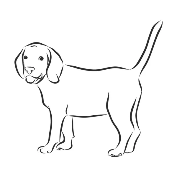 Retrato Cerca Del Perro Beagle Sentado Arte Grabado Vectorial Amistoso — Vector de stock