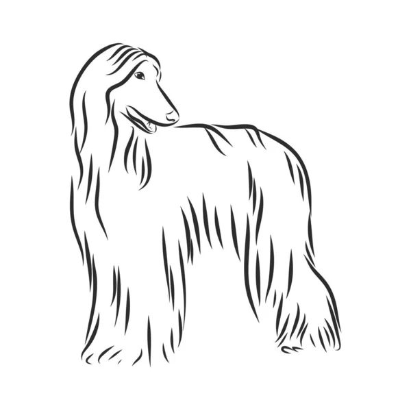 Векторний Ескіз Собаки Афганські Собаки — стоковий вектор