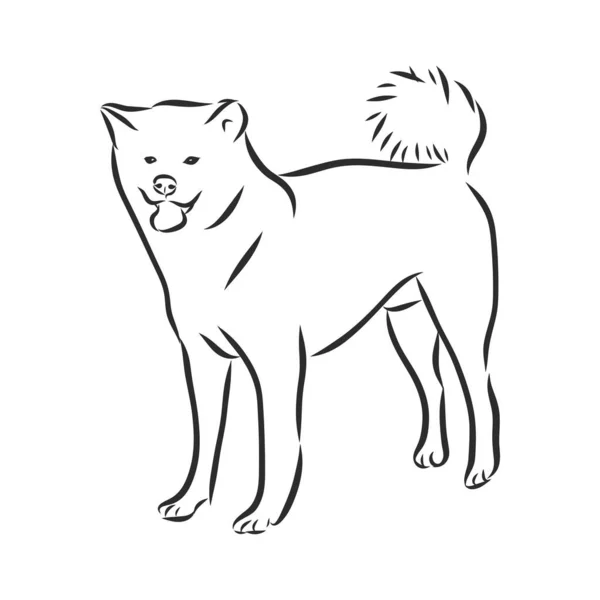 Akita Cão Mão Desenhada Esboço Retrato Cão Puro Fundo Branco —  Vetores de Stock