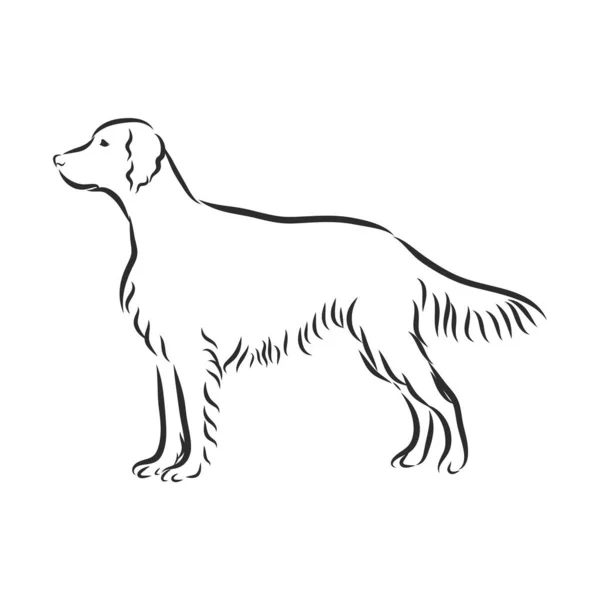 Perro Setter Rojo Irlandés Ilustración Del Vector Contorno — Archivo Imágenes Vectoriales