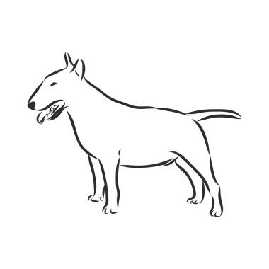 Bull Terrier, elle çizilmiş karalama, pop sanat tarzında çizim, vektör.