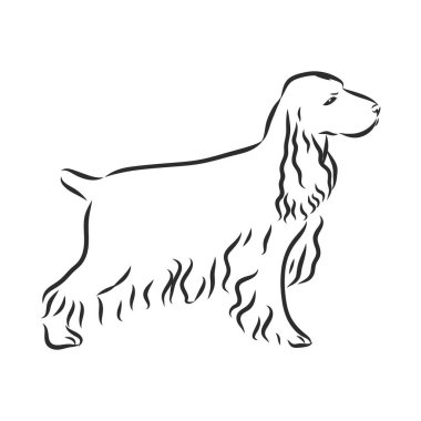 İngiliz Spaniel Rus spanyel köpeği. El çizimi. Vektör illüstrasyonu