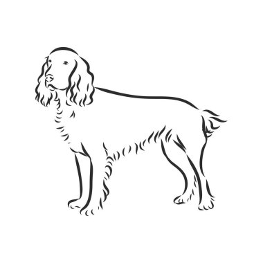 İngiliz Spaniel Rus spanyel köpeği. El çizimi. Vektör illüstrasyonu