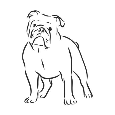 İngiliz Bulldog 'u. El çizimi. Vektör illüstrasyon çizimi