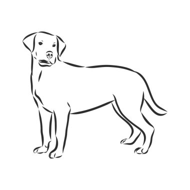 Labrador Retriever köpeği. İzole edilmiş çizim, logo kontur vektör çizimi