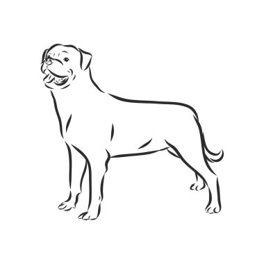 Rottweiler köpek cins vektör çizimi köpek gösterisi sembolü seti