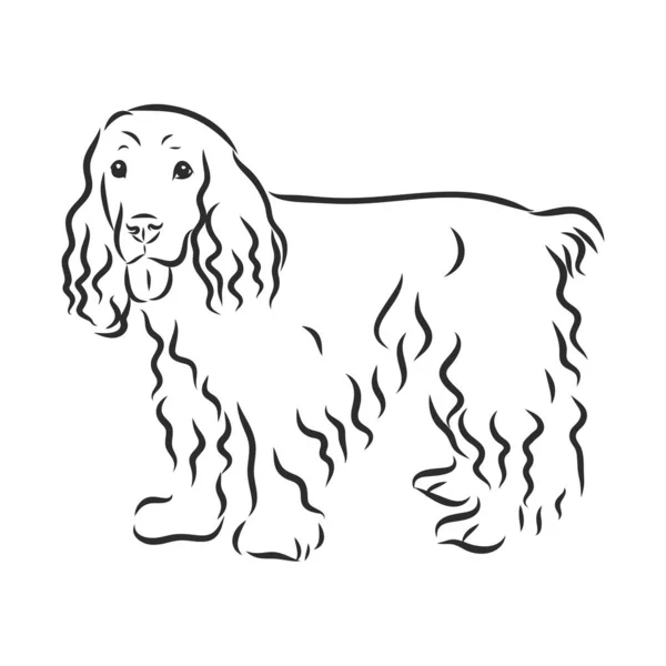 Englischer Cocker Spaniel Hund Handgezeichnet Vektorillustration — Stockvektor