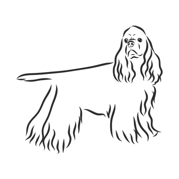 Английский спаниель русский спаниель собака. Ручная работа. Векторная иллюстрация — стоковый вектор