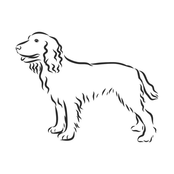 Engelse Spaniel Russische spaniël hond. Handgetekend. Vectorillustratie — Stockvector