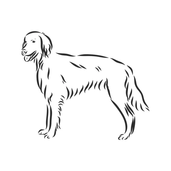 Perro setter rojo irlandés, ilustración del vector de contorno — Archivo Imágenes Vectoriales