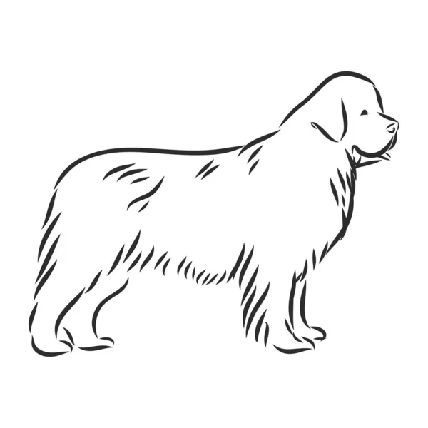 Vector black and white sketch of the dog Newfoundland breed sitting — Stock Vector