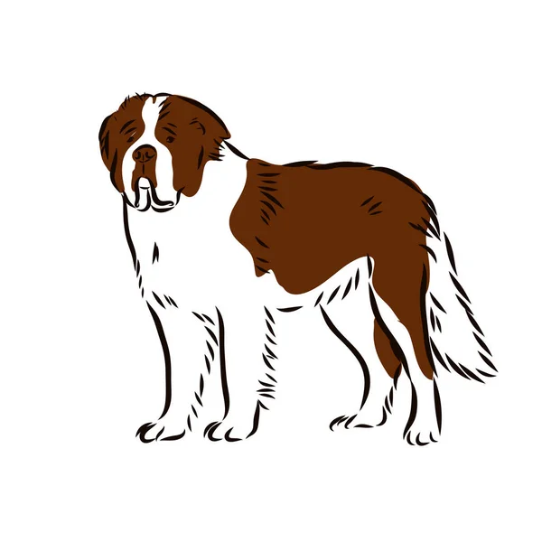 St. Bernard dog - isolated outlined vector illustration — Stock Vector
