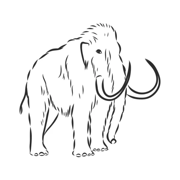 Grande mamute identidade logotipo da empresa. Animal pré-histórico do conceito de ícone da era do gelo. Desenho de linha única ilustração —  Vetores de Stock