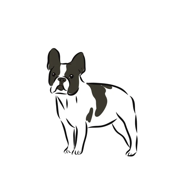 Красочный вектор Иллюстрация породы собак французский бульдог изолирован на белом фоне — стоковый вектор