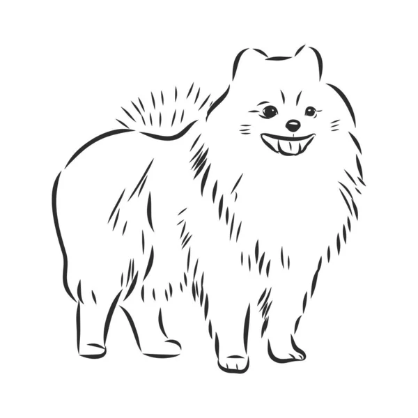 Μαύρο και άσπρο διανυσματικό σκίτσο ενός χαριτωμένου προσώπου Pomeranians Toy — Διανυσματικό Αρχείο