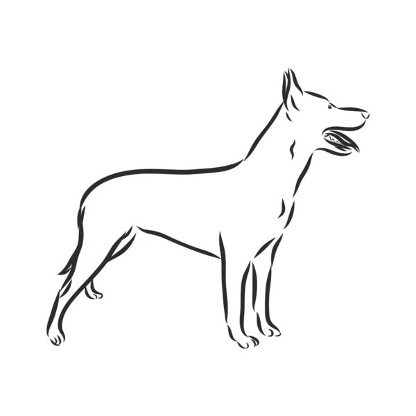 Skiss av belgiska Shepherd hund, Handritad illustration. — Stock vektor