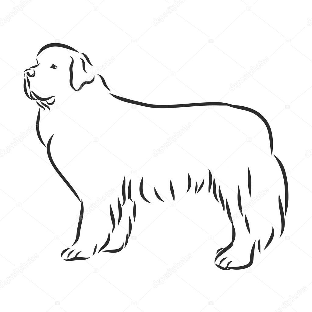 vector black and white sketch of the dog Newfoundland breed sitting