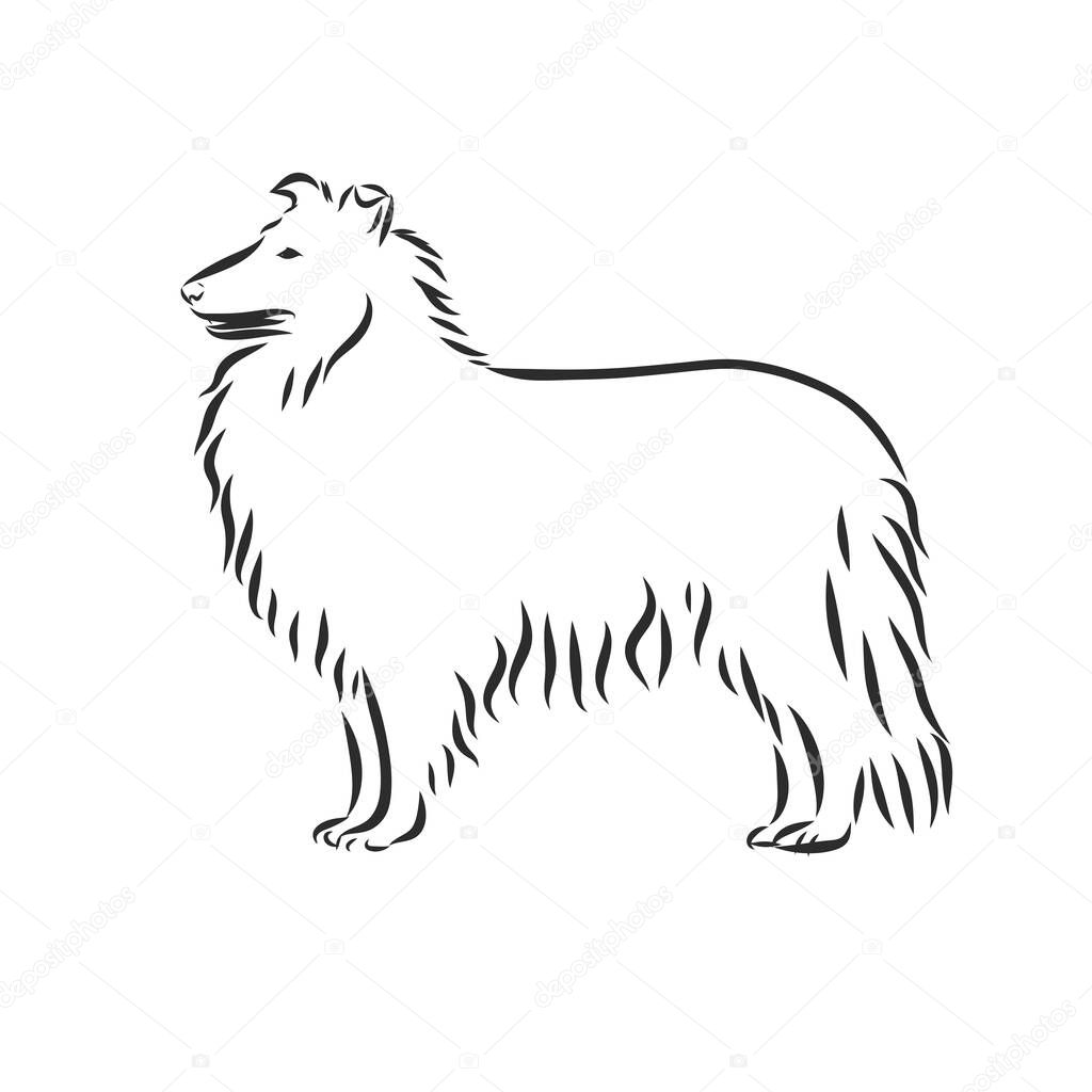 Vector of collie dog design on white background. Laser cutting template. Stencil. Dog silhouette.