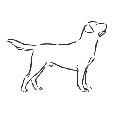 Labrador Retriever köpeği. İzole edilmiş çizim, logo kontur vektör çizimi