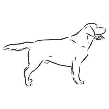 Labrador Retriever köpeği. İzole edilmiş çizim, logo kontur vektör çizimi