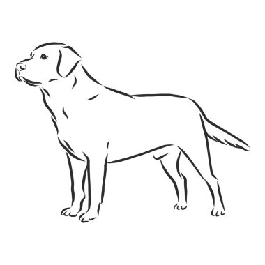 Labrador Retriever köpeği. İzole edilmiş çizim, logo kontur vektör çizimi