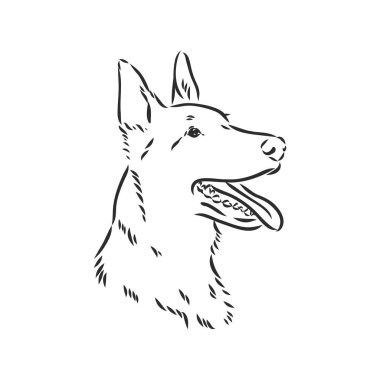 Belçika çoban köpeği çizimi, el çizimi illüstrasyon. Belçikalı çoban köpeği portresi, vektör çizimi.