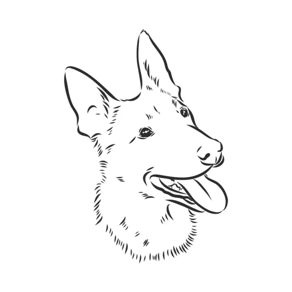 Sketsa Anjing Shepherd Belgia Tangan Digambar Ilustrasi Potret Anjing Gembala - Stok Vektor