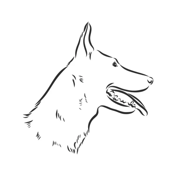 Skizze Des Belgischen Schäferhundes Handgezeichnete Illustration Porträt Eines Belgischen Schäferhundes — Stockvektor
