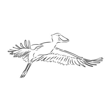 Leylek simgesi beyaz arkaplanda izole edilmiş. Kuş sembolü vektör illüstrasyonu. Balina başlı kraliyet leyleği, beyaz arka planda vektör çizimi