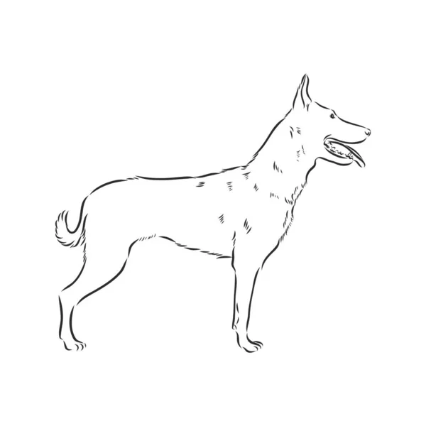 Bosquejo Del Perro Pastor Belga Ilustración Dibujada Mano Retrato Perro — Vector de stock