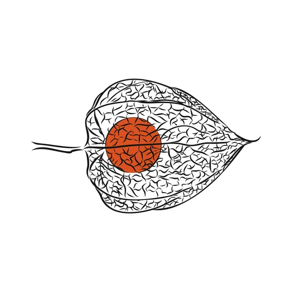 สเก เวกเตอร ตโนม ของ Physalis ระด เทา สเก เวกเตอร Physalis — ภาพเวกเตอร์สต็อก