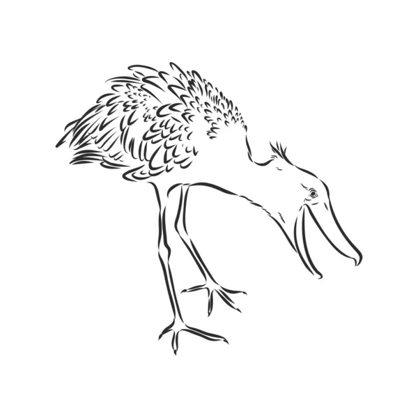 在白色背景上孤立的轮廓样式的Stork图标 鸟类符号存量矢量图解 头鲸皇家鹤 白色背景上的矢量草图 — 图库矢量图片