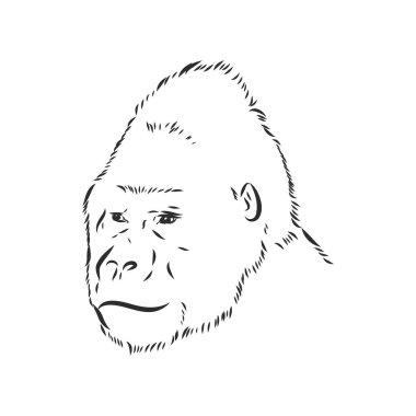 Beyaz arka planda izole edilmiş bir gorille el çizimi vektör çizimi. Goril, beyaz arkaplanda vektör çizimi