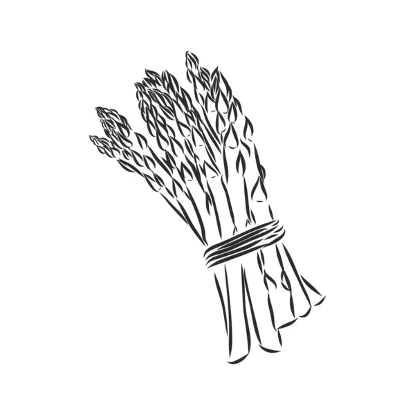 Asparagus Cartoon Vector Asparagus Sketsa Vektor Pada Latar Belakang Putih - Stok Vektor