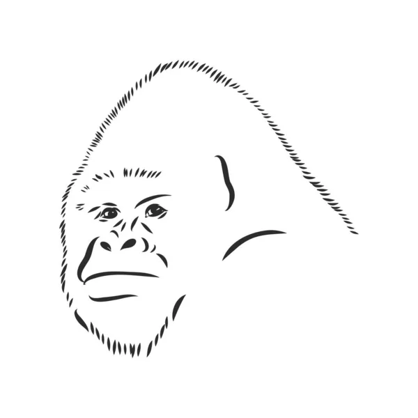 Beyaz Arka Planda Izole Edilmiş Bir Gorille Çizimi Vektör Çizimi — Stok Vektör