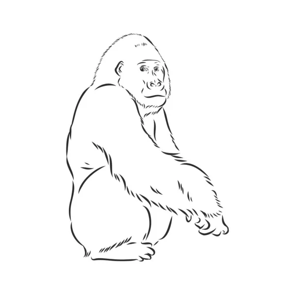 Illustrazione Vettoriale Disegnata Mano Con Gorilla Isolato Uno Sfondo Bianco — Vettoriale Stock