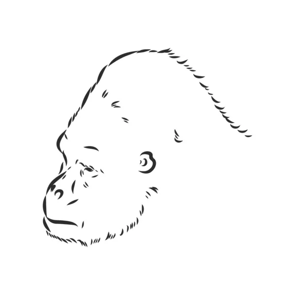 Ilustración Vectorial Dibujada Mano Con Gorila Aislado Sobre Fondo Blanco — Vector de stock