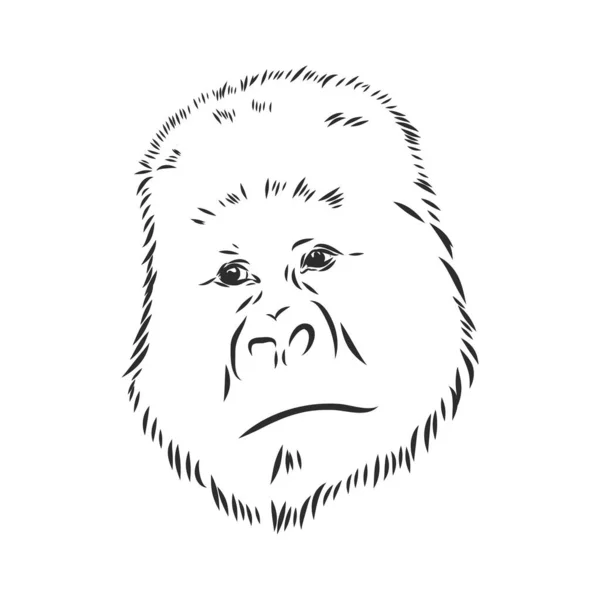 Illustration Vectorielle Dessinée Main Avec Gorille Isolé Sur Fond Blanc — Image vectorielle