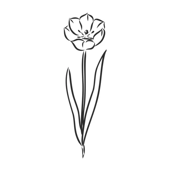 Tulipes Dessinées Main Vecteur Tulipe Croquis Vectoriel Sur Fond Blanc — Image vectorielle