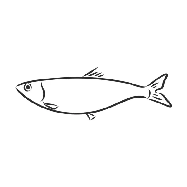 Pilchard 沙丁鱼的墨水草图 小鲱鱼 在白色背景上分离的鱼类的手绘矢量图解 鱼鲱鱼 白色背景上的矢量草图 — 图库矢量图片