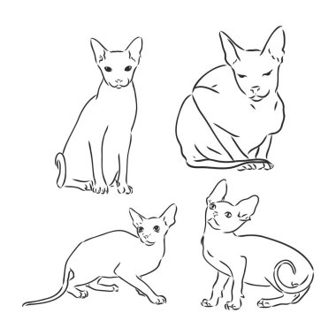 Şirin Sfenks kedisinin el çizimi portresi. Vektör illüstrasyonu beyaza izole edildi. Sfenks kedisi, beyaz arkaplanda vektör çizimi