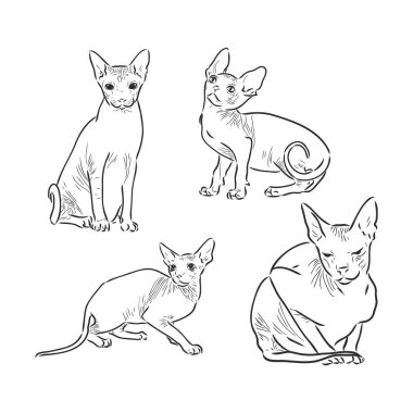 Şirin Sfenks kedisinin el çizimi portresi. Vektör illüstrasyonu beyaza izole edildi. Sfenks kedisi, beyaz arkaplanda vektör çizimi