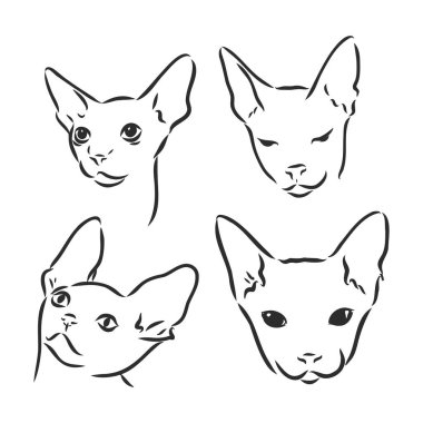 Şirin Sfenks kedisinin el çizimi portresi. Vektör illüstrasyonu beyaza izole edildi. Sfenks kedisi, beyaz arkaplanda vektör çizimi